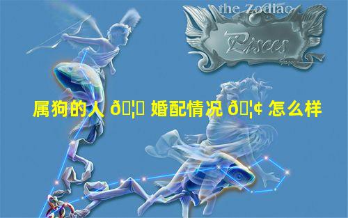 属狗的人 🦅 婚配情况 🦢 怎么样